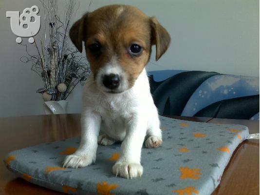 PoulaTo: Kαλή τιμή!!!.Πουλάω όμορφα κουτάβια ράτσα JACK RUSSEL TERRIER - Τζακ Ράσελ Τεριέ - 300 euro